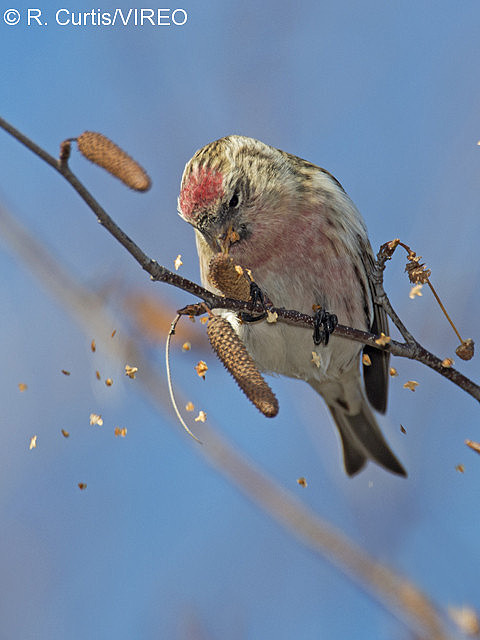 Common Redpoll c22-45-004.jpg